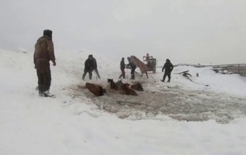 В Башкирии из воды вытащили табун лошадей