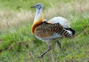 Бессарабский эколог сфотографировал редких птиц в Херсонской области