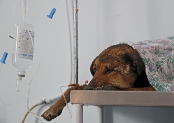 В Вологде участковый выстрелил в собаку и избил раненое животное