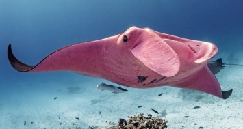 Единственная и неповторимая: розовая гигантская манта потрясла ученых