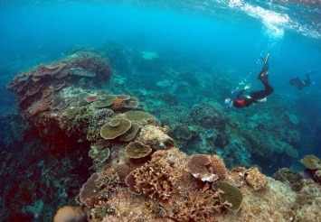 Из-за окисления вод в ближайшие 20 лет исчезнут почти все коралловые рифы - исследование