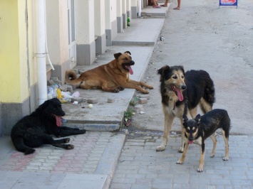 Бюджетная комиссия горсовета Николаева не рассмотрела Программу по бездомным животным, подготовленную департаментом ЖКХ