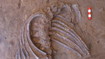 В Ираке нашли детально сохранившийся скелет неандертальца