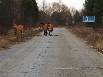 Опубликованы фото и видео целого табуна лошадей Пржевальского в зоне отчуждения под Чернобылем