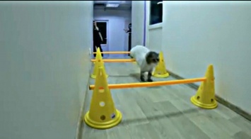 В Днепровской ветклинике сняли мотивационное видео с худеющим котом Антоном, - ВИДЕО