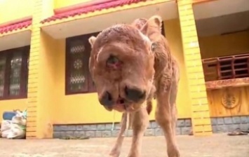 Двуликий теленок-мутант стал звездой в Индии