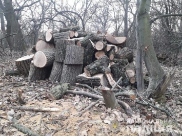 Между селами Богуслав и Олефировка дровосеки уничтожили семь дубов