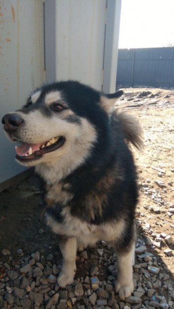 Наш Хатико: в Одессе потерявшийся пес искал хозяина по маршруткам и нашел... не того