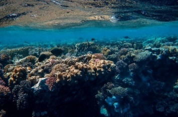 Коралловые рифы могут исчезнуть к 2100 году - ученые