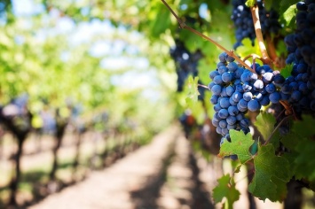 В Крыму выделили первые 65 млн рублей на закладку почти 300 гектаров садов и виноградников