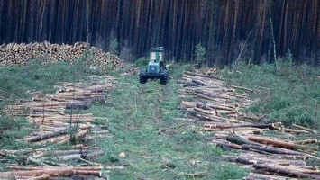 Tesla победила немецких «зеленых» и теперь вырубит их лес