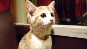 Бездомная кошка пыталась украсть плюшевую игрушку из автомата с призами (ВИДЕО)