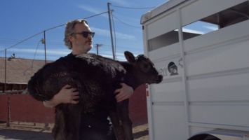 Хоакин Феникс спас корову и теленка, забрав их со скотобойни