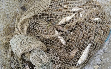 На Херсонщине пограничники обнаружили браконьерскую ловушку с креветкой и рыбой