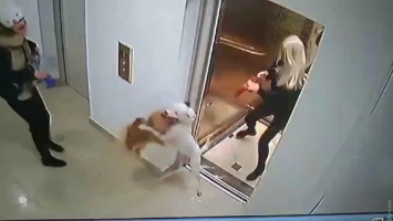 В лифте одесской многоэтажки бойцовская собака загрызла шпица