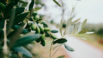 Оливковое масло обладает высокой эффективностью профилактики сердечных заболеваний
