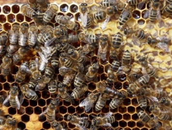 В Калифорнии пять человек попали в больницу из-за атаки 40-тысячного роя пчел