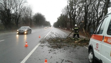 На Винниччине поваленные деревья заблокировали дороги