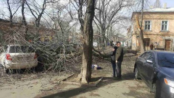 Жертва урагана: упавшее в центре Одессы дерево убило женщину