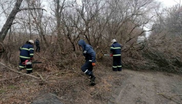 Ураганный ветер на Николаевщине повалил деревья и повредил мосты