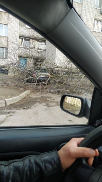 По улицам Николаева сегодня опасно перемещаться: сильный ветер валит деревья, гнет биллборды