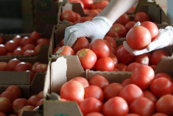В Украину не пустили партию зараженных турецких томатов