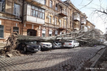 Ураган "Юлия" повалил в Одессе 400 деревьев