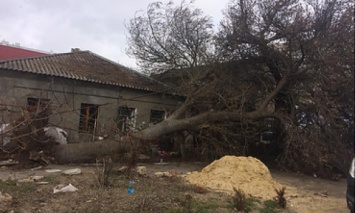 В Николаеве штормовое предупреждение: Из-за сильного ветра падают деревья