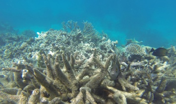 На Большом Барьерном рифе вновь обесцвечиваются кораллы
