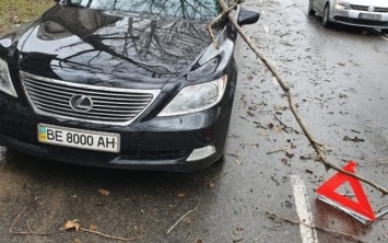 В сантиметрах от смерти: в Херсоне ветка вонзилась в лобовое стекло автомобиля