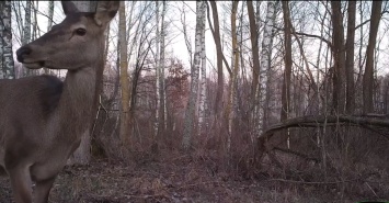 В Чернобыльском заповеднике любопытный олень почти уткнулся носом в фотоловушку