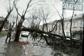 Непогода в Кривом Роге: почти тысяча абонентов без электричества, десятки упавших деревьев и поврежденные крыши, - ФОТО