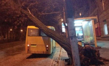 В центре Днепра на автобус с пассажирами упало дерево (ФОТО)