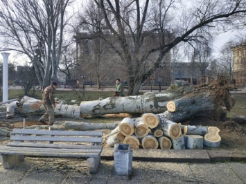 Итоги циклона Юлия в Николаеве: 300 поваленных деревьев, более 80 сорванных крыш