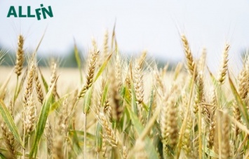 Аграрии в этом году соберут 65-75 млн т зерна, - прогноз