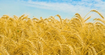 Украина подскочила в мировом рейтинге аграрного экспорта (ИНФОГРАФИКА)
