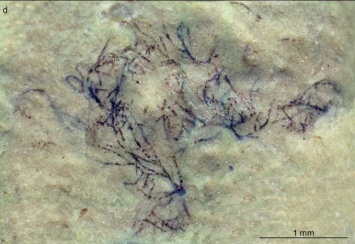 Ученые обнаружили зеленые водоросли возрастом один миллиард лет