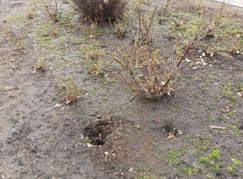 В киевском парке вандалы украли несколько кустов роз