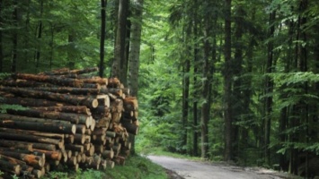 Лес воруют, землю отбирают: как «работают» лесничества Киевской области