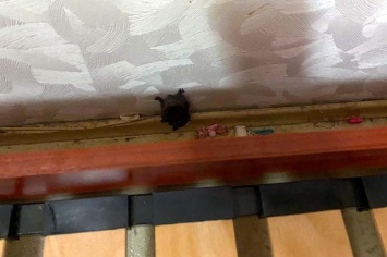 В Днепре семья у себя в квартире нашли летучую мышь, - ФОТО