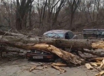 В Кривом Роге упавшее дерево раздавило легковой автомобиль