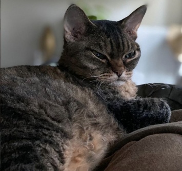 Вот это зверь - всем оставаться на местах: интернет покорило фото кошки с необычной мордочкой