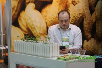 Фермерам юга Украины рекомендуют выращивать арахис - уже пора (ФОТО)