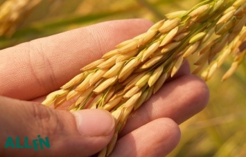 На экспорт отправлено 53% урожая зерна