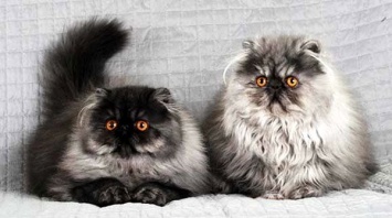 Капризные и болезненные: ТОП-3 породы необычных кошек