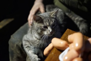 ''На Толике все держится'': украинцев растрогала история о коте на передовой