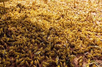 Китай отправляет в Пакистан 100 тысяч уток для борьбы с саранчой