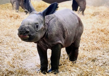 В зоопарке Денвера родился долгожданный детеныш носорога (фото)