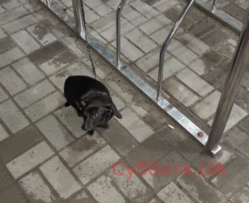 Ночью маленькую собаку привязали возле супермаркета в Запорожье и бросили (ФОТО)