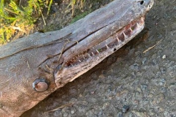 В Британии на берегу реки нашли таинственное существо. Фото